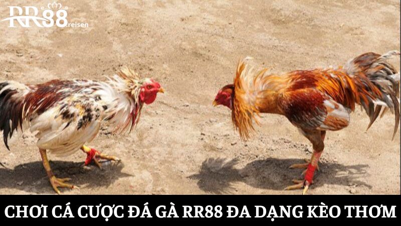 Chơi cá cược đá gà RR88 với đa dạng kèo thơm