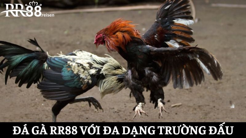 Đá gà online rinh tiền thưởng thả ga 24 giờ tại nhiều trường đấu khác nhau