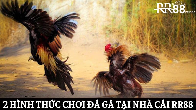 Nhà cái cung cấp 2 hình thức thi đấu đa gà kịch tính đến từng giây